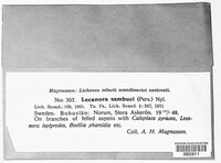 Polyozosia sambuci image